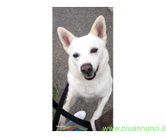 In regalo CANE METICCIO