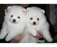Spitz toy cuccioli