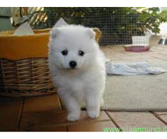 Spitz toy cuccioli