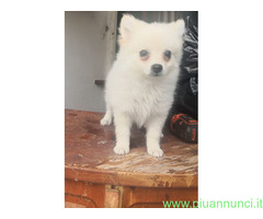 Spitz toy cuccioli