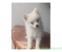 Spitz toy cuccioli