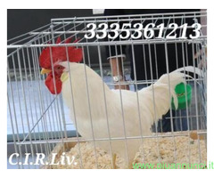 Galline livornesi bianche pure