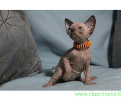 Canadian sphynx