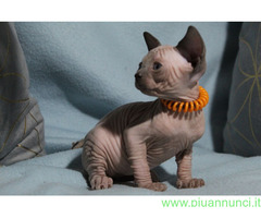 Canadian sphynx