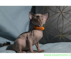 Canadian sphynx