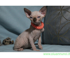Canadian sphynx