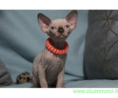 Canadian sphynx