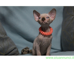 Canadian sphynx