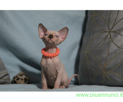 Canadian sphynx