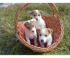 Jack Russell cuccioli