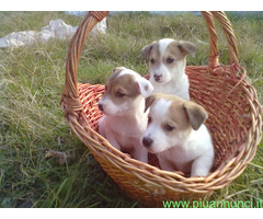 Jack Russell cuccioli