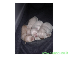 Maltipoo nano cuccioli