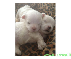 Maltipoo nano cuccioli