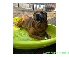 In regalo CANE METICCIO