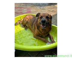 In regalo CANE METICCIO