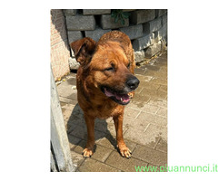 In regalo CANE METICCIO