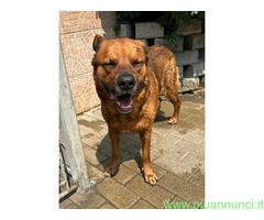In regalo CANE METICCIO