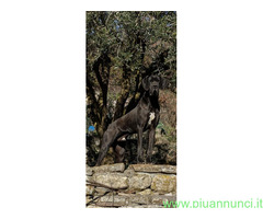 Alani neri, grigi e arlecchini