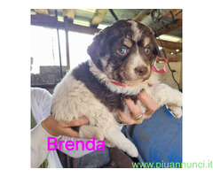In regalo Cuccioli taglia media 2 mesi
