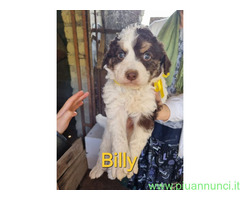 In regalo Cuccioli taglia media 2 mesi