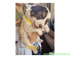 In regalo Cuccioli taglia media 2 mesi