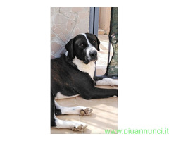 In regalo Cagnolino in Adozione