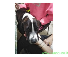 In regalo Cagnolino in Adozione