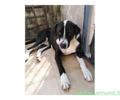 In regalo Cagnolino in Adozione