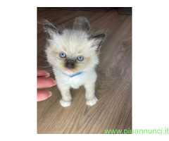 Cuccioli di ragdoll