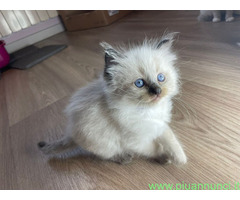 Cuccioli di ragdoll