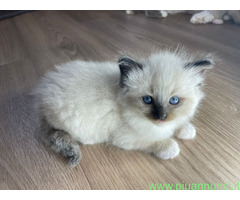 Cuccioli di ragdoll