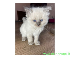 Cuccioli di ragdoll