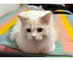 Ragdoll da monta