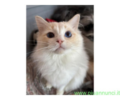 Ragdoll da monta