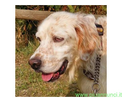 In regalo CANE SETTER INGLESE