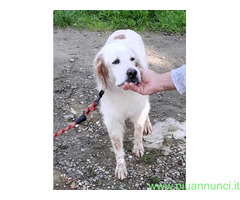 In regalo CANE SETTER INGLESE