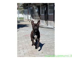 In regalo CANE PIT BULL