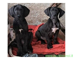 Cane alano
