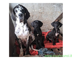 Cane alano