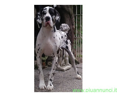 Cane alano