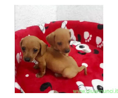 Bassotto nano cuccioli