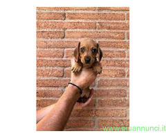 Bassotto nano cuccioli