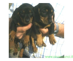 Bassotto nano cuccioli