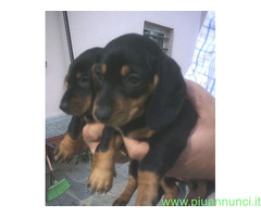 Bassotto nano cuccioli