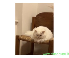 CATSITTER
