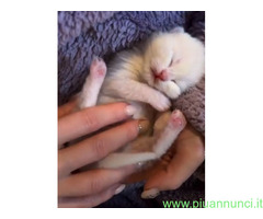 CATSITTER