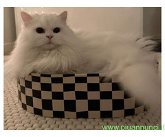 CATSITTER