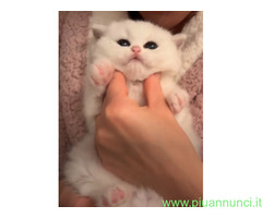 CATSITTER