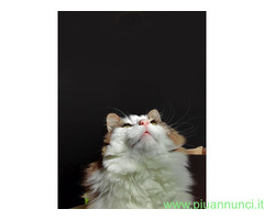 CATSITTER