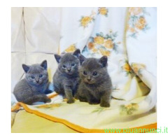 Certosini gatto